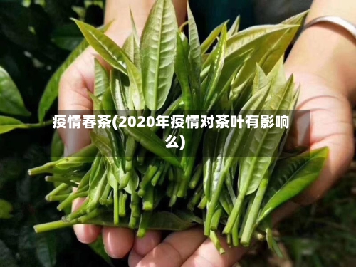 疫情春茶(2020年疫情对茶叶有影响么)-第2张图片